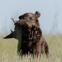 Flat-Coated Retrievers from Shayna Flat-Coated Retrievers