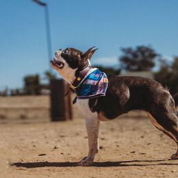 Beaucerons and Boston Terriers from Wildfire Kennels