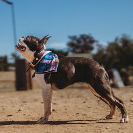 Beaucerons and Boston Terriers from Wildfire Kennels