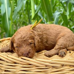 Yellow - Red  female Goldendoodle puppy in Hesperia, Michigan from Red Acres Poodles & Doodles