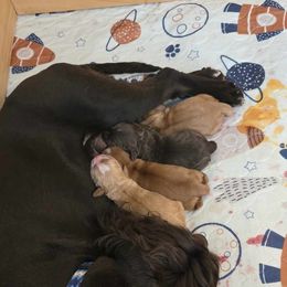 Cocker Spaniel Puppies from Kellie's Cocker Spaniels