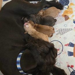 Cocker Spaniel Puppies from Kellie's Cocker Spaniels