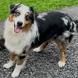 Australian Shepherd puppies from Hawaii Australian Shepherds