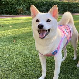 Haruhi - Shiba Inu