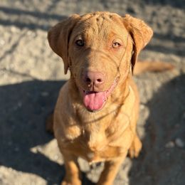Bruno - Yellow male Labrador Retriever puppy in Reno, Nevada from Nevada Labradors