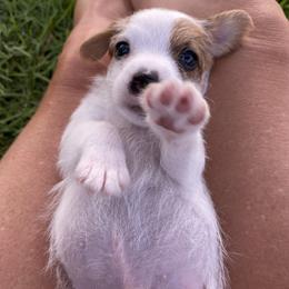 Parson Russell Terrier Puppies from Deep Creek Welsh Farm