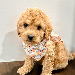 Holly - Cream female Cockapoo puppy in Denver, Pennsylvania from Greenview Puppies