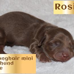 Rosie - Chocolate and tan female Dachshund puppy in Powderly, Texas from Kuttin’ Up Mini Aussies