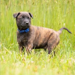 Karsi - Brindle female Belgian Malinois puppy in Fraziers Bottom, West Virginia from Loyal Hearts Farm / RK's Dobermans