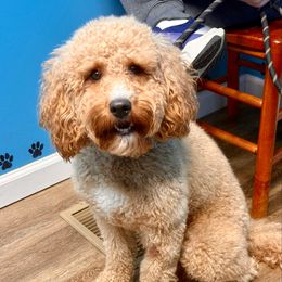 Princess Peach - Goldendoodle