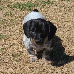 Dachshunds from Santos Kennels