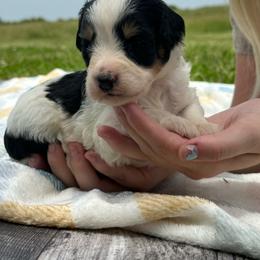 Bert - Tri-color male Bernedoodle puppy in Moulton, Iowa from Shondel Puppy Paws