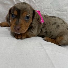 Darla - Dapple female Dachshund puppy in Jena, Louisiana from Greens Creek Kennel