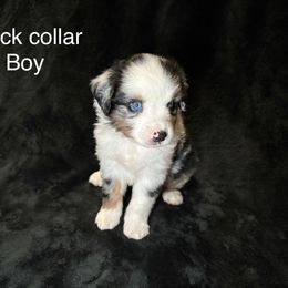 Boy 1 - Blue merle male Miniature American Shepherd puppy in Cleveland, Texas from Kayla's Mini American Shepherds