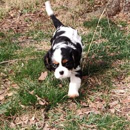 Aces - Tri-color Cavalier King Charles Spaniel puppy in West Plains, Missouri from God's Designs Cavaliers