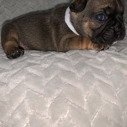 French Bulldog Puppies from Bad, Boujee and Cute !