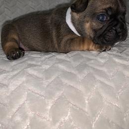 French Bulldog Puppies from Bad, Boujee and Cute !