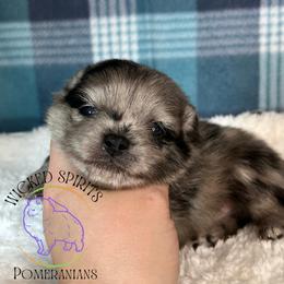 AKC SUPERMAN - Blue merle male Pomeranian puppy in Watkins Glen, New York from Wicked Spirits Pomeranians