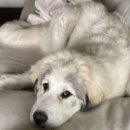Great Pyrenees Puppies from Owyhee Mountains Great Pyrenees
