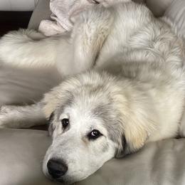 Great Pyrenees Puppies from Owyhee Mountains Great Pyrenees
