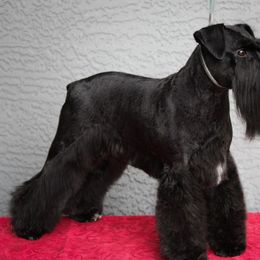 Elphie - Miniature Schnauzer