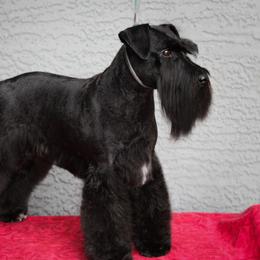 Elphie - Miniature Schnauzer