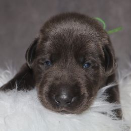 Green collar - Charcoal male Dilute Retriever puppy in Suffolk County, New York from South Shore Labradors