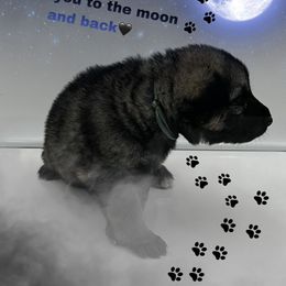 Mr. Silver-Grey Collar - Black and silver male German Shepherd puppy in Granite City, Illinois from Devon Rugerio's German Shepherds