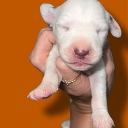 Texas - White and liver brown female Dalmatian puppy in Bremen, Georgia from Clark’s Dalmatians