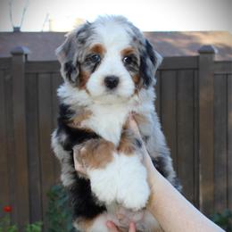 Biscuit - Blue merle male Bernedoodle puppy in Eagle Mountain, Utah from Fur Real Puppies.