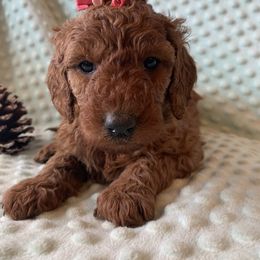 Goldendoodle Puppies from Kindred Goldendoodles