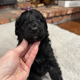 Little Liam - Black and white male Aussiedoodle puppy in Berlin, New Jersey from Shooting Star Mini AussieDoodles