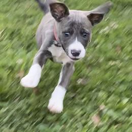 Mountain Cur Puppies from Walnut Ridge Mountain Curs