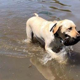 Labrador Retrievers from Flushing Kimber Kennels