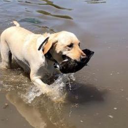 Labrador Retrievers from Flushing Kimber Kennels