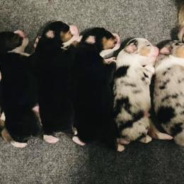 Miniature American Shepherds from Crown Kennel