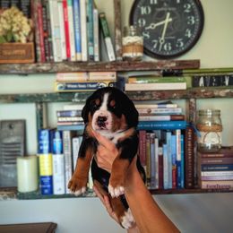 Yellow Girl (Mary) - Black, white and red female Greater Swiss Mountain Dog puppy in Edinboro, Pennsylvania from Greater Swiss of Whitetail Acres