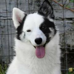 Milky way - Nenets Herding Laika