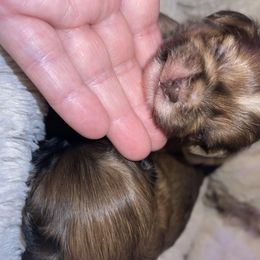 Shih Tzu Puppies from Grimmley Blue’s House of Shih Tzu