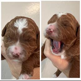 Koa - Red  male Goldendoodle puppy in American Fork, Utah from Kym’s Micro Mini Goldendoodles