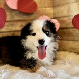 Eden - Black tri female Miniature American Shepherd puppy in Ash Grove, Missouri from 3 Barrels Farms, LLC