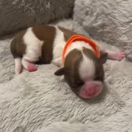 Clementine - Sable and white female Shih Tzu puppy in Sebring, Florida from Amarilys ShihTzus & Poodles