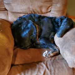 Borzoi Puppies from Highgarden Borzoi