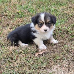 2 yellow collar girl - Black and tan female Pembroke Welsh Corgi puppy in Harrisburg, Illinois from Parish Corgis