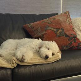 Bernedoodle, Goldendoodle, and Sheepadoodle Puppies from High Desert Doodles