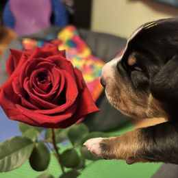 Entlebucher Mountain Dog Puppies from Excel-Entlebuchers