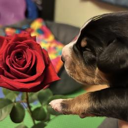 Entlebucher Mountain Dog Puppies from Excel-Entlebuchers