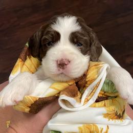 English Springer Spaniel Puppies from Cedarhaven Springers
