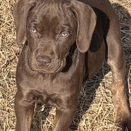Rocker - Red male Catahoula Leopard Dog puppy in Manchester, Tennessee from Middle TN Leopard Catahoulas and Middle TN Bassett Hounds