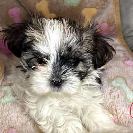 Girl 1 - female Shorkie puppy in Madisonville, Tennessee from Heavenly Yorkies in Southeast Tennessee
